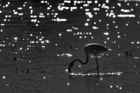 Plamenak ruzovy - Phoenicopterus roseus - Greater Flamingo 0915